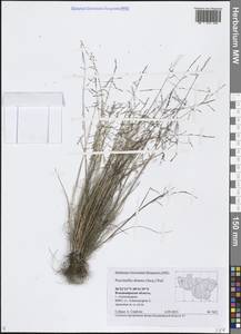 Puccinellia distans (Jacq.) Parl., Eastern Europe, Central region (E4) (Russia)