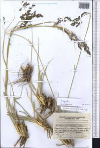 Eragrostis, Middle Asia, Caspian Ustyurt & Northern Aralia (M8) (Kazakhstan)