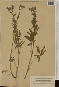 Potentilla recta subsp. laciniosa (Kit. ex Nestler) Nyman, Western Europe (EUR) (Hungary)