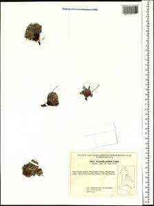 Potentilla uniflora Ledeb., Siberia, Chukotka & Kamchatka (S7) (Russia)