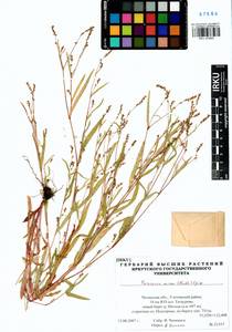 Persicaria minor (Huds.) Opiz, Siberia, Baikal & Transbaikal region (S4) (Russia)