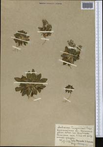 Androsace maxima L., Middle Asia, Northern & Central Kazakhstan (M10) (Kazakhstan)