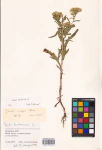 Pentanema britannicum (L.) D.Gut.Larr., Santos-Vicente, Anderb., E.Rico & M.M.Mart.Ort., Eastern Europe, Lower Volga region (E9) (Russia)