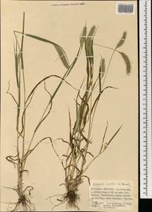 Setaria viridis (L.) P.Beauv., Mongolia (MONG) (Mongolia)