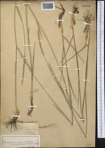 Elymus repens (L.) Gould, Middle Asia, Muyunkumy, Balkhash & Betpak-Dala (M9) (Kazakhstan)