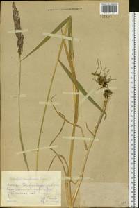 Phalaris arundinacea L., Siberia, Altai & Sayany Mountains (S2) (Russia)