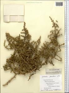 Salsola paulsenii Litv., Middle Asia, Caspian Ustyurt & Northern Aralia (M8) (Kazakhstan)