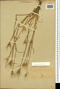 Hordeum murinum subsp. leporinum (Link) Arcang., Caucasus, Dagestan (K2) (Russia)