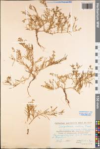 Spergularia marina (L.) Besser, Eastern Europe, North Ukrainian region (E11) (Ukraine)