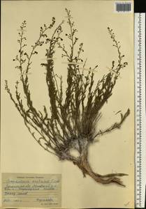 Scrophularia cretacea Fisch., Eastern Europe, North Ukrainian region (E11) (Ukraine)