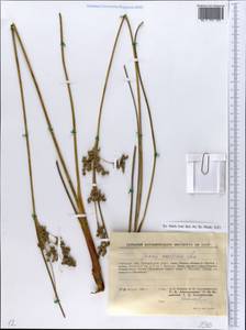 Juncus maritimus Lam., Eastern Europe, South Ukrainian region (E12) (Ukraine)