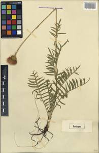 Klasea radiata subsp. tanaitica (P. A. Smirn.) L. Martins, Unclassified