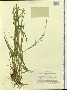 Arctagrostis latifolia (R.Br.) Griseb., Siberia, Altai & Sayany Mountains (S2) (Russia)