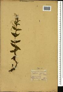 Epilobium roseum subsp. subsessile (Boiss.) P. H. Raven, Caucasus, Armenia (K5) (Armenia)