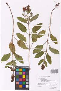 MHA 0 154 011, Prunella grandiflora (L.) Scholler, Eastern Europe, Central region (E4) (Russia)