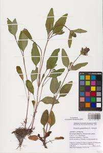 MHA 0 007 250, Prunella grandiflora (L.) Scholler, Eastern Europe, Central region (E4) (Russia)
