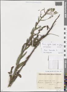 Picris hieracioides subsp. hieracioides, Eastern Europe, North Ukrainian region (E11) (Ukraine)