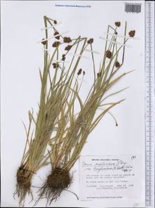 Carex macloviana d'Urv., America (AMER) (Canada)