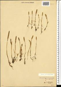 Phleum paniculatum Huds., Caucasus, Georgia (K4) (Georgia)