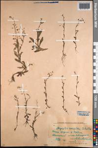 Myosotis laxa subsp. laxa, Middle Asia, Northern & Central Kazakhstan (M10) (Kazakhstan)