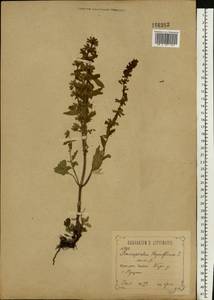 Dracocephalum thymiflorum L., Eastern Europe, Central forest-and-steppe region (E6) (Russia)