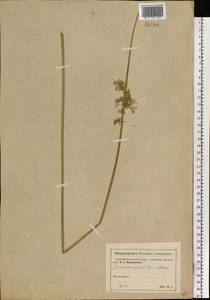 Juncus effusus L., Eastern Europe, Moscow region (E4a) (Russia)