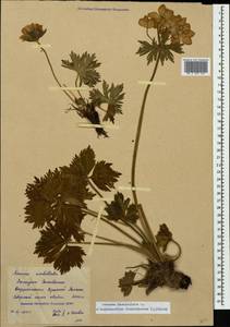 Anemonastrum narcissiflorum subsp. fasciculatum (L.) Raus, Caucasus, Krasnodar Krai & Adygea (K1a) (Russia)