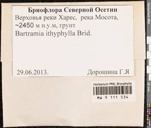 Bartramia ithyphylla Brid., Bryophytes, Bryophytes - North Caucasus & Ciscaucasia (B12) (Russia)