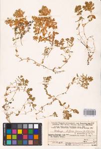 Honckenya peploides subsp. diffusa (Hornem.) Hultén ex V. V. Petrovsky, Eastern Europe, Northern region (E1) (Russia)
