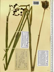 Sparganium erectum L., Eastern Europe, Central forest region (E5) (Russia)