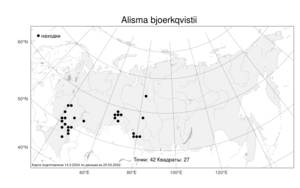 Alisma bjoerkqvistii Tzvelev, Atlas of the Russian Flora (FLORUS) (Russia)