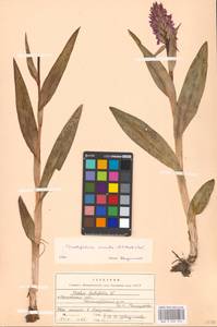 Dactylorhiza incarnata subsp. cruenta (O.F.Müll.) P.D.Sell, Eastern Europe, Moscow region (E4a) (Russia)