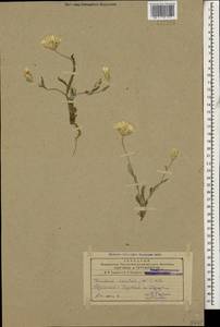 Chardinia orientalis (L.) Kuntze, Caucasus, Armenia (K5) (Armenia)