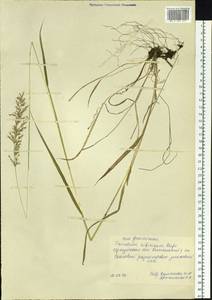 Sibirotrisetum sibiricum (Rupr.) Barberá, Siberia, Baikal & Transbaikal region (S4) (Russia)