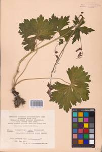 Aconitum lycoctonum subsp. moldavicum (Hacq.) Jalas, Eastern Europe (no precise locality) (E0)