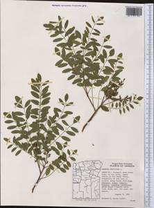 Amorpha fruticosa L., America (AMER) (United States)