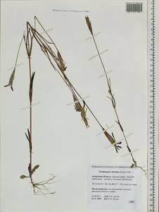 Gentianopsis barbata, Siberia, Russian Far East (S6) (Russia)