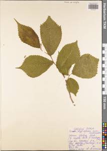 Ulmus glabra Huds., Eastern Europe, Central region (E4) (Russia)