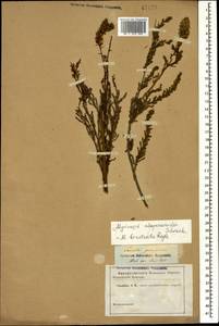 Myricaria bracteata Royle, Caucasus (no precise locality) (K0)