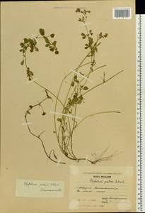Trifolium patens Schreb., Eastern Europe, Moldova (E13a) (Moldova)