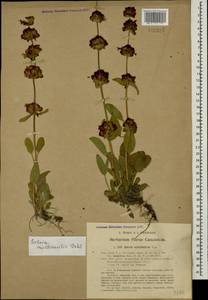 Salvia multicaulis Vahl, Caucasus, Turkish Caucasus (NE Turkey) (K7) (Turkey)