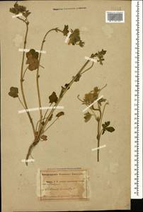 Althaea hirsuta L., Caucasus, Abkhazia (K4a) (Abkhazia)