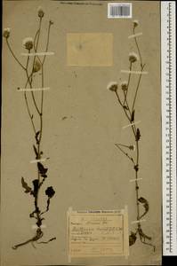 Crepis foetida subsp. rhoeadifolia (M. Bieb.) Celak., Caucasus, Abkhazia (K4a) (Abkhazia)