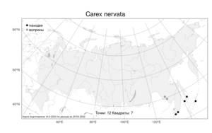 Carex nervata Franch. & Sav., Atlas of the Russian Flora (FLORUS) (Russia)