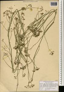 Deverra denudata subsp. aphylla (Cham. & Schltdl.) Pfisterer & Podl., Africa (AFR) (South Africa)