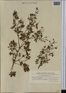 Geranium bohemicum L., Western Europe (EUR) (Romania)