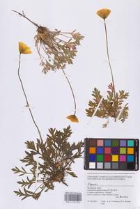 Papaver, Siberia, Western Siberia (S1) (Russia)