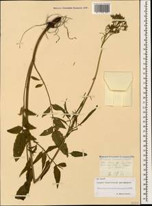 Valeriana sisymbriifolia Vahl, Caucasus, North Ossetia, Ingushetia & Chechnya (K1c) (Russia)