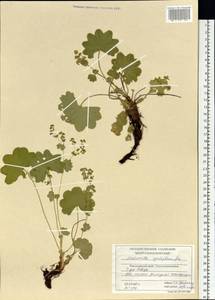 Alchemilla cyrtopleura Juz., Siberia, Central Siberia (S3) (Russia)