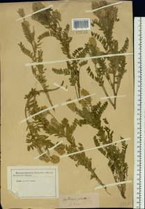 Oxytropis pilosa (L.) DC., Siberia (no precise locality) (S0) (Russia)